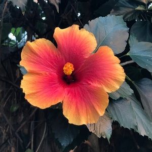 Meet your Posher, Anneliese